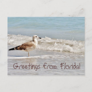 Grüße von Florida Miami Seagull Postkarte