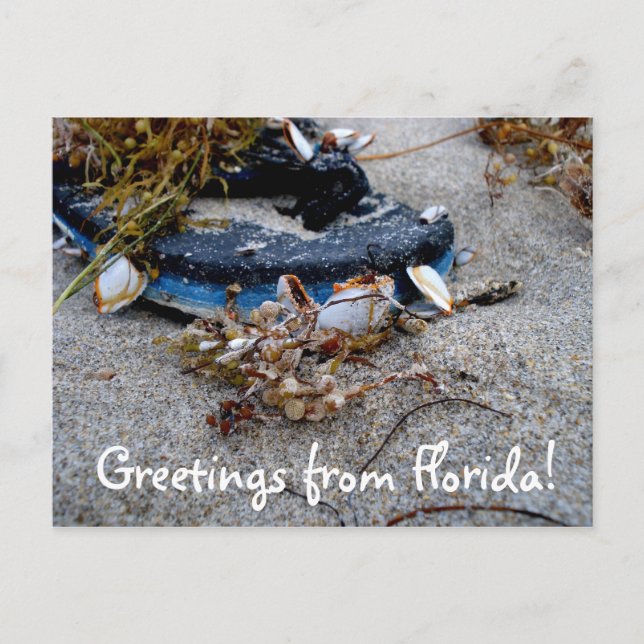 Grüße von Florida Postcard Postkarte (Vorderseite)