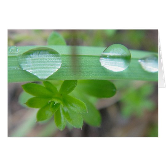 Grusskarte 3 grosse Wassertropfen auf Gras, blanko Karte