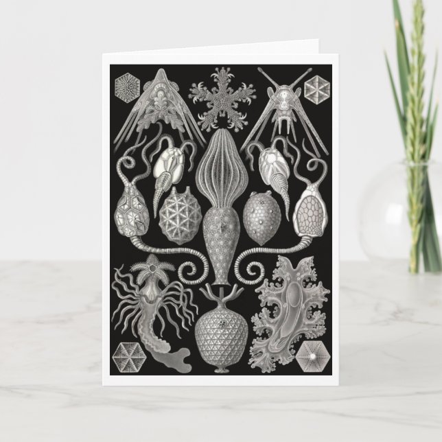 Grußkarte "Amphoridea; oder, Star-Animals" Karte (Vorderseite)