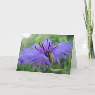 Grußkarte blau Kornbluenblüte, leer Karte