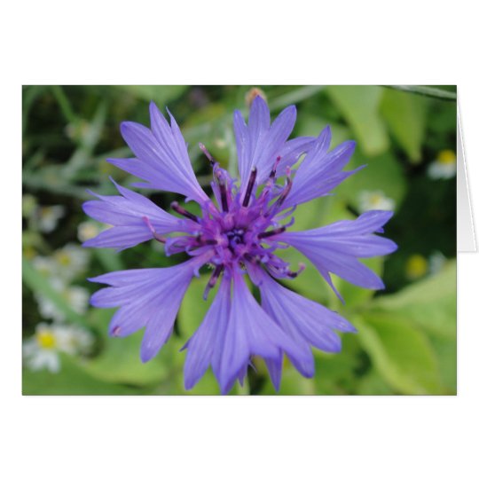Grusskarte blaue Kornblume, blanko, gestaltbar Karte