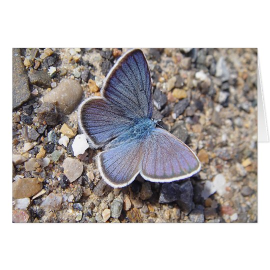Grusskarte blauer Schmetterling: Bläuling,blanko Karte