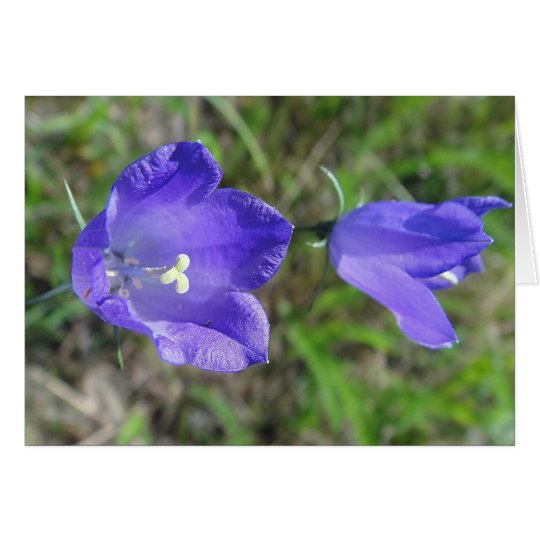 Grusskarte blaues Glockenblumenpaar, blanko Karte
