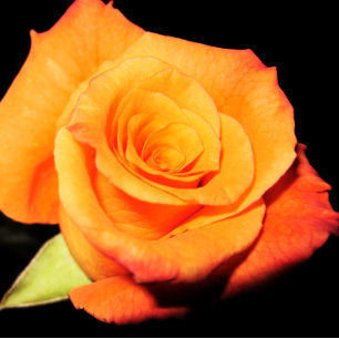 Grußkarte der Rose Orange Dreifach Gefaltete Karte