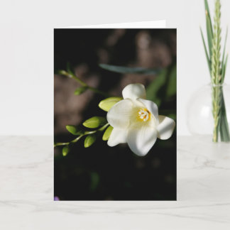 Grußkarte der weißen eleganten Blume Ankündigung