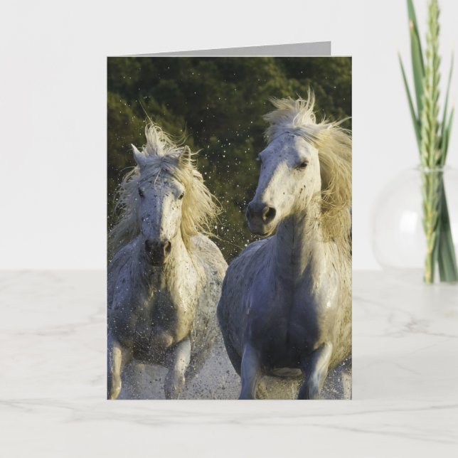 Grußkarte des Camargue Spray Horses Karte (Vorderseite)