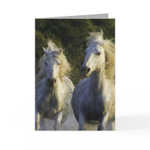 Grußkarte des Camargue Spray Horses