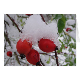 Grusskarte drei Hagebutten mit Schnee, blanko