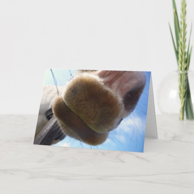 Grußkarte "Funny Horse" Karte (Vorderseite)