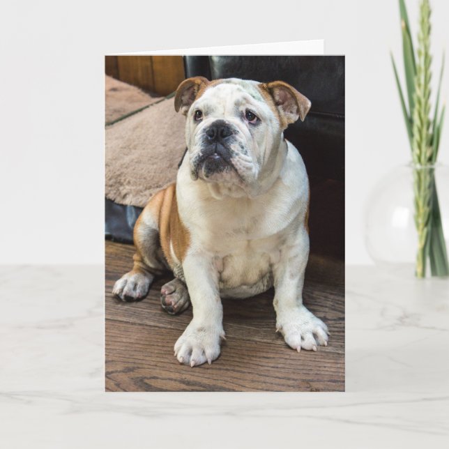 Grußkarte für Bulldog Karte (Vorderseite)