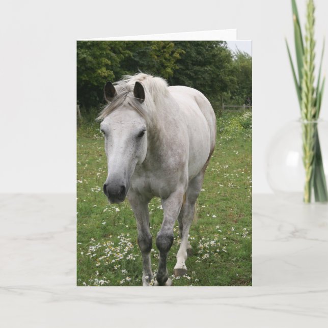 Grußkarte für das graue Pferd Karte (Vorderseite)