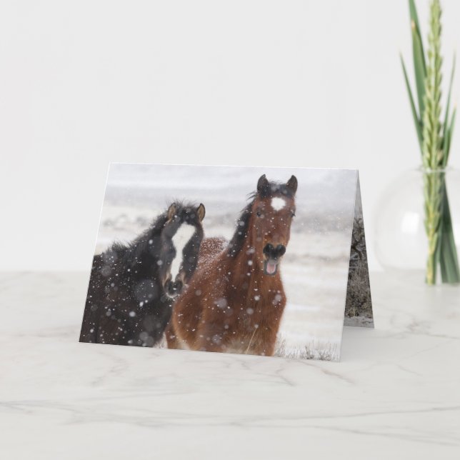 Grußkarte für das wilde Pferd Snow Colts Karte (Vorderseite)