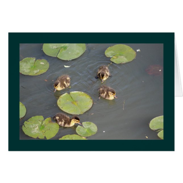 Grußkarte für Ducklings (Vorderseite (Horizontal))