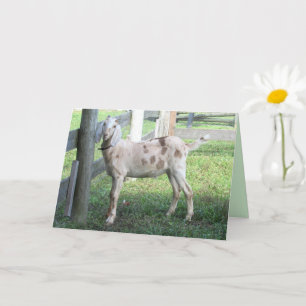Grußkarte für eine schöne Floppy Eared Goat Karte