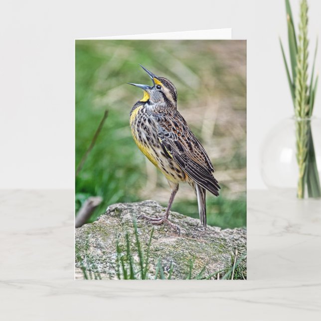 Grußkarte für Meadow Lark Karte (Vorderseite)