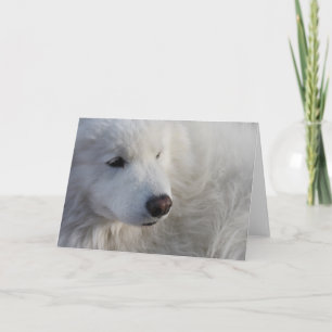 Grußkarte für Samoyed Hunde Karte