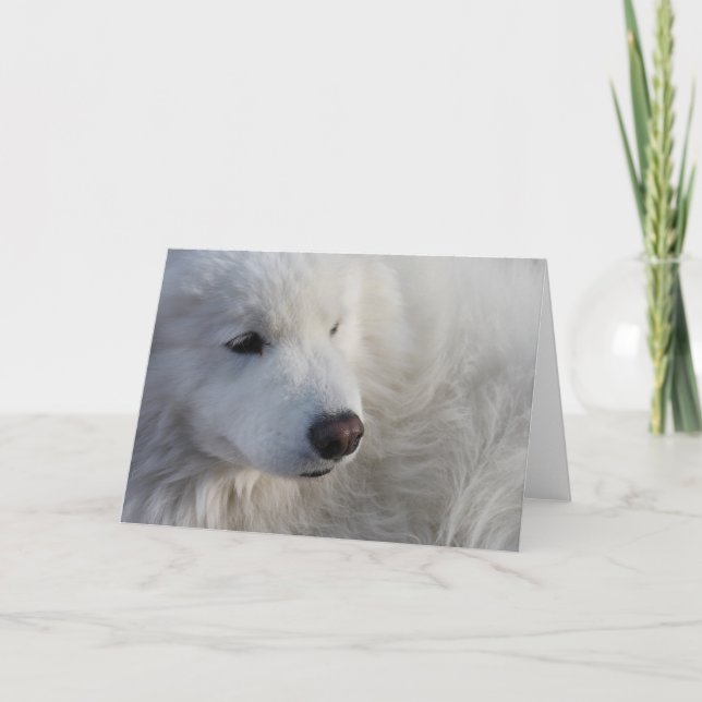 Grußkarte für Samoyed Hunde Karte (Vorderseite)