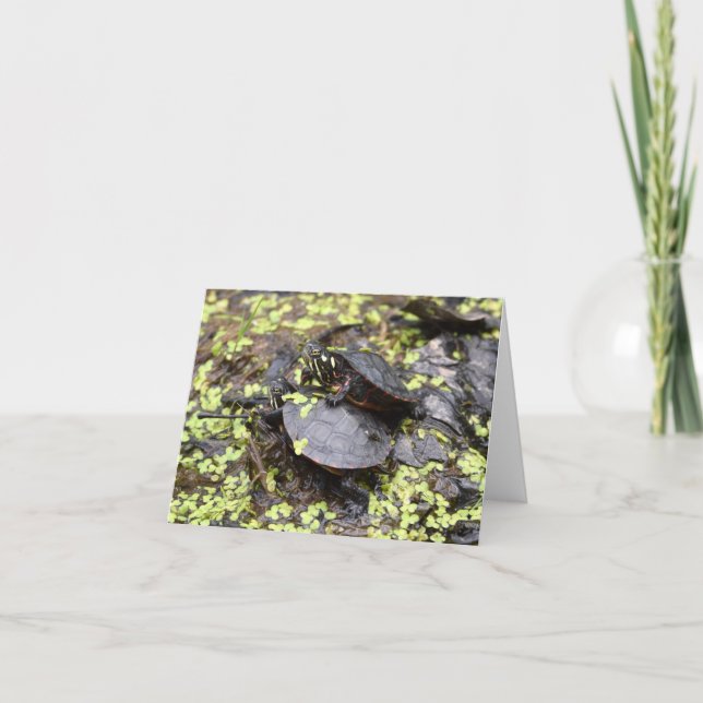 Grußkarte für Schildkröten Karte (Vorderseite)