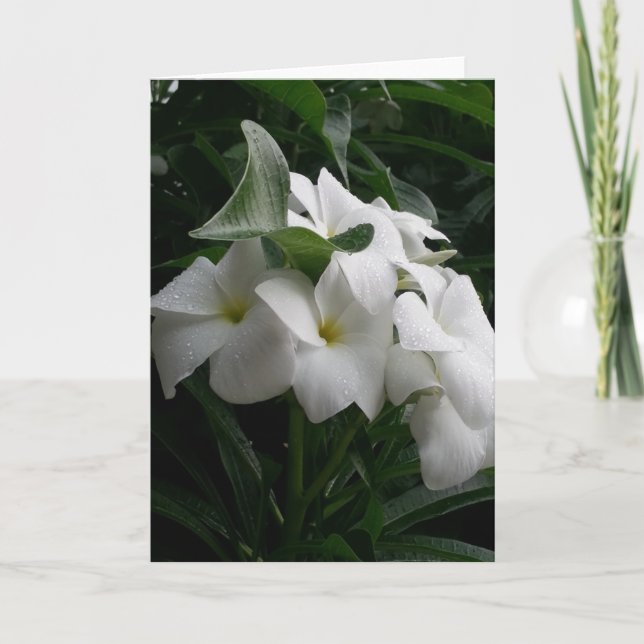 Grußkarte für weiße Blume Karte (Vorderseite)