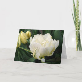 Grußkarte für weiße Tulips Ankündigung