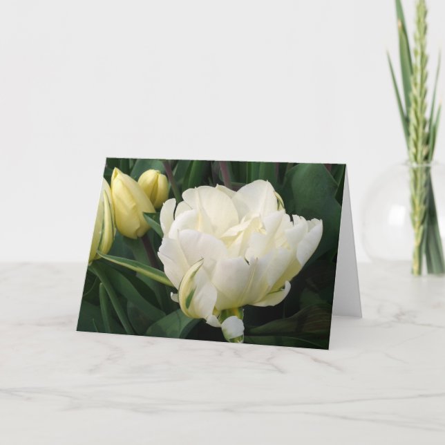Grußkarte für weiße Tulips Ankündigung (Vorderseite)