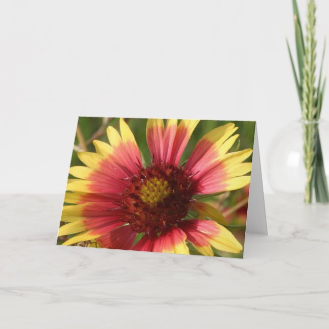 Grußkarte Gaillardia Karte (Vorderseite)