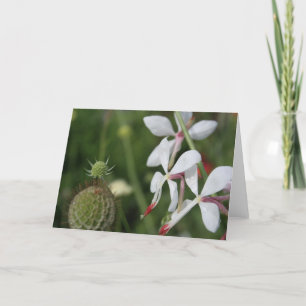 Grußkarte Gaura Floral Fotografie Karte