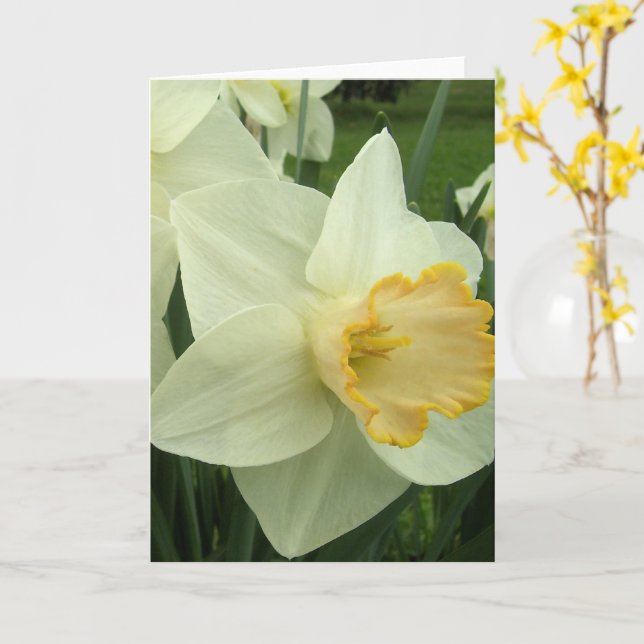 Grußkarte - Gold Hearded Daffodil Karte (Gelbe Blume)