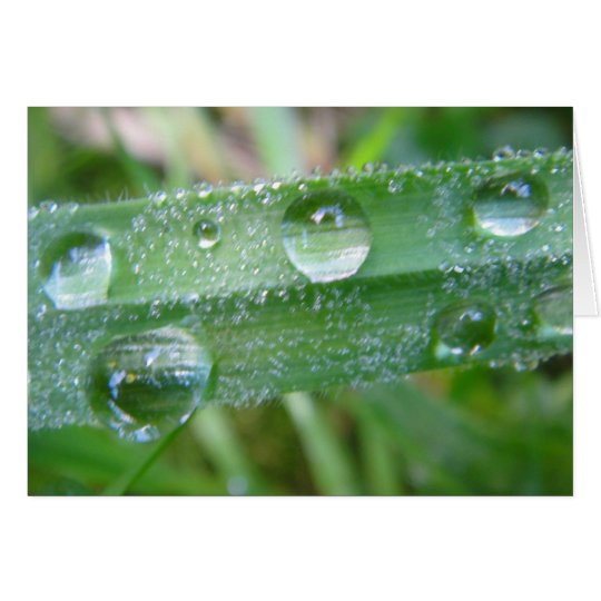 Grusskarte Grashalm mit Wassertropfen, blanko Karte