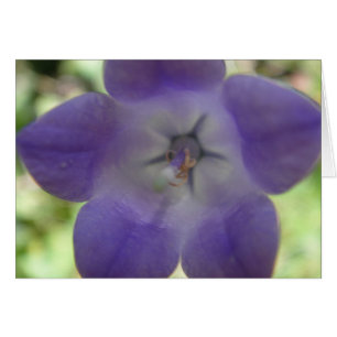 Grusskarte grosse blaue Glockenblume, Decke