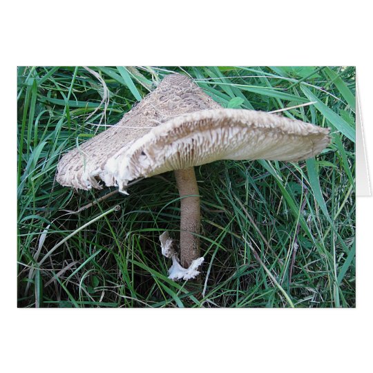 Grusskarte grosser Pilz mit hübschem Hut, blanko Karte