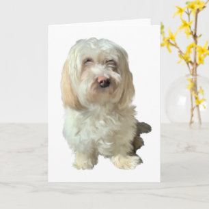 Grußkarte Havanese Hund Karte