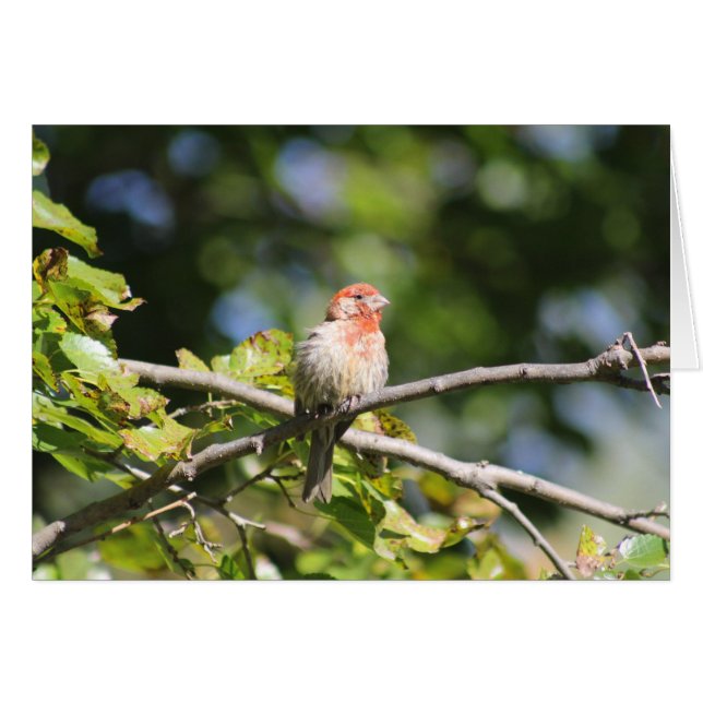 Grußkarte House Finch (Vorderseite (Horizontal))