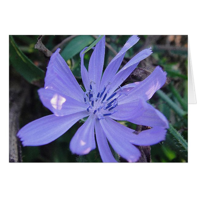 Grusskarte hübsche blaue Wildblume, blanko (Vorderseite (Horizontal))