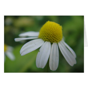 Grusskarte Kamillenblüte , decke