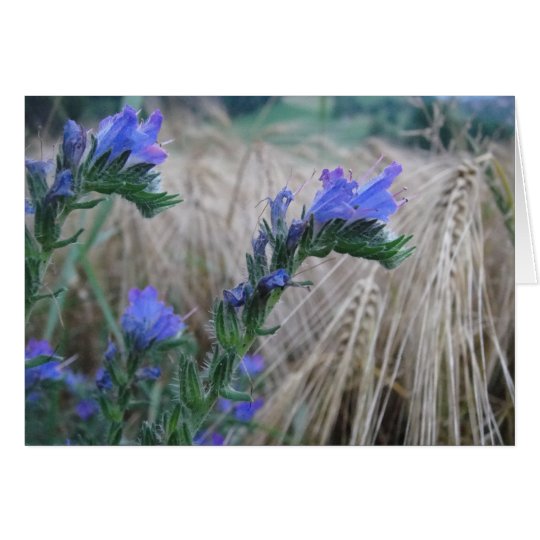 Grusskarte Kornblumen Karte