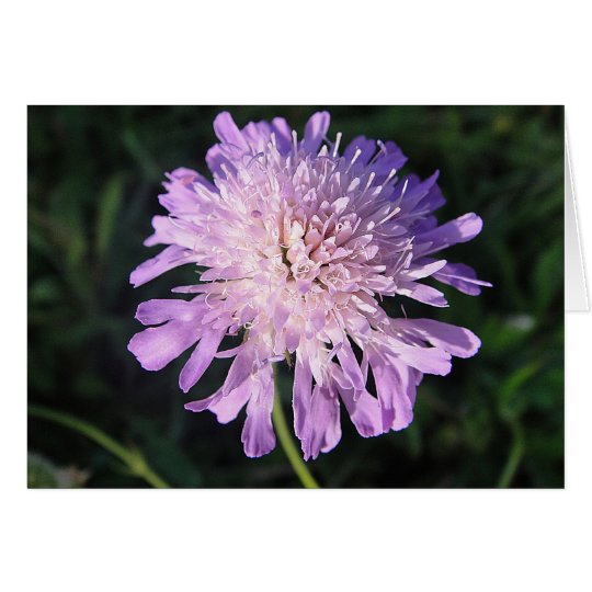 Grusskarte lila Scabiosa, blanko, gestaltbar Karte