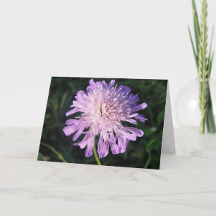 Grußkarte lila Scabiosa, formbar, in Leerzeichen Karte