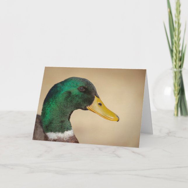 Grußkarte Mallard Drake Karte (Vorderseite)