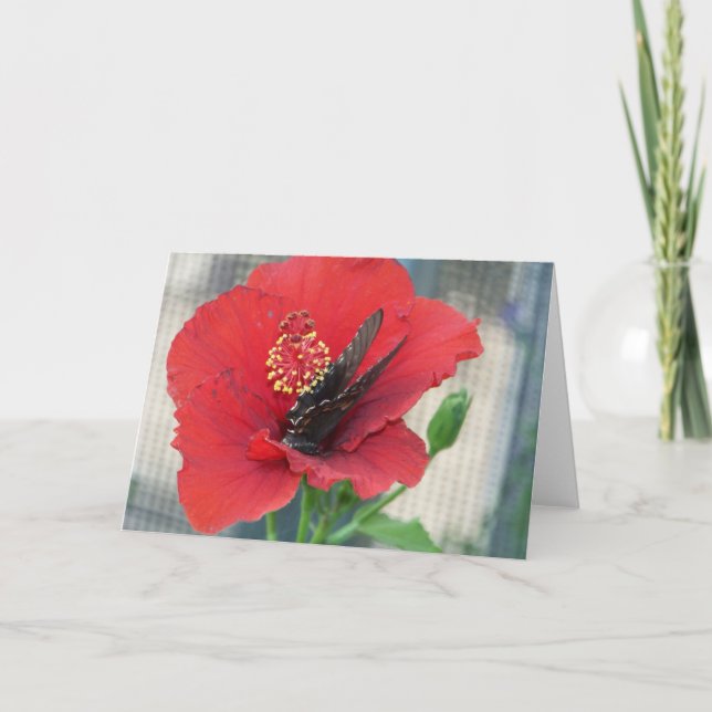 Grußkarte mit Schmetterling auf roter Blume Karte (Vorderseite)