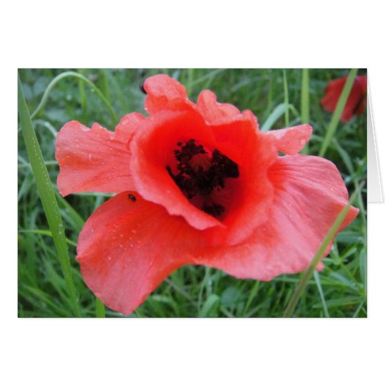 Grusskarte Mohn mit Wassertropfen. Karte