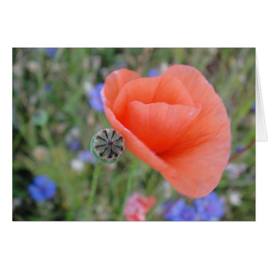 Grusskarte Mohnblumenherz, blanko, gestaltbar Karte