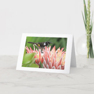 Grußkarte - New Holland Honeyeater on Protea Karte