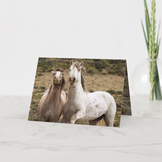 Grußkarte Pferd lachen Wildes Pferd Karte (Vorderseite)