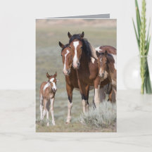Grußkarte "Pinto Family Wild Horse"
