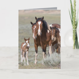 Grußkarte "Pinto Family Wild Horse" Karte