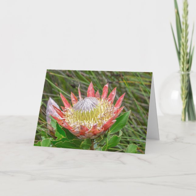 Grußkarte - Protea in Kirstenbosch Karte (Vorderseite)