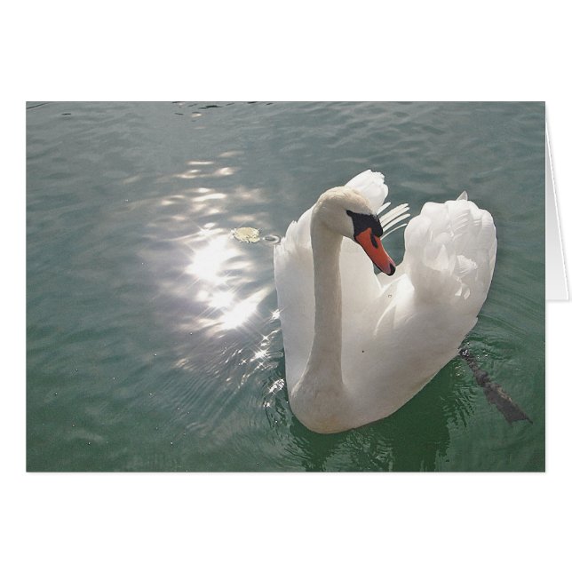 Grußkarte romantischer weißer Schwan (Vorderseite (Horizontal))