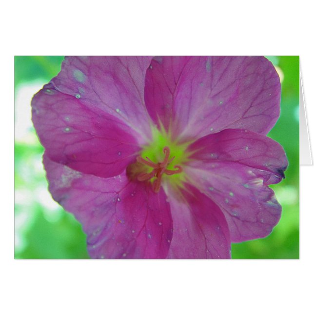 Grußkarte Rosa-gelbe Game Blüte, in Leerzeichen (Vorderseite (Horizontal))